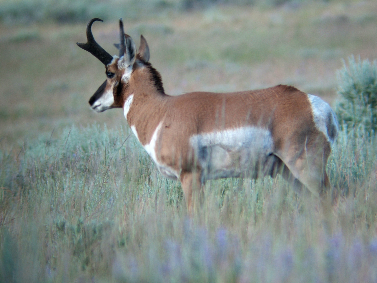 oregon prong horn