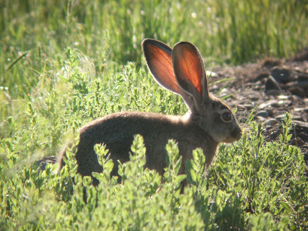 oregon jackrabbit