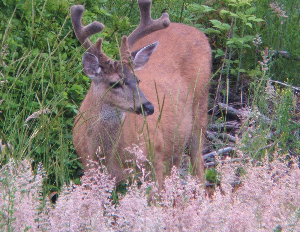 blacktail buck in velvet