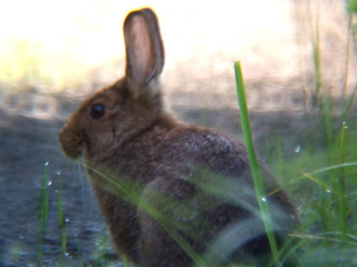 cotton tail rabbit