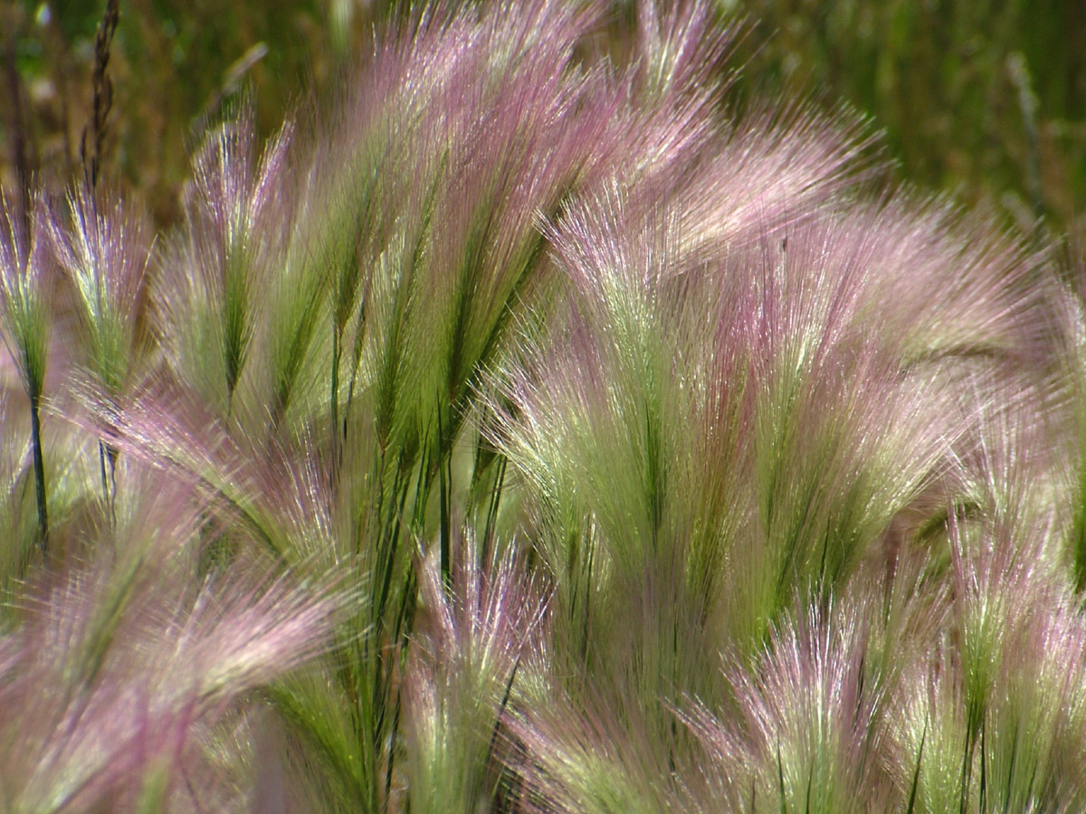 purple grass