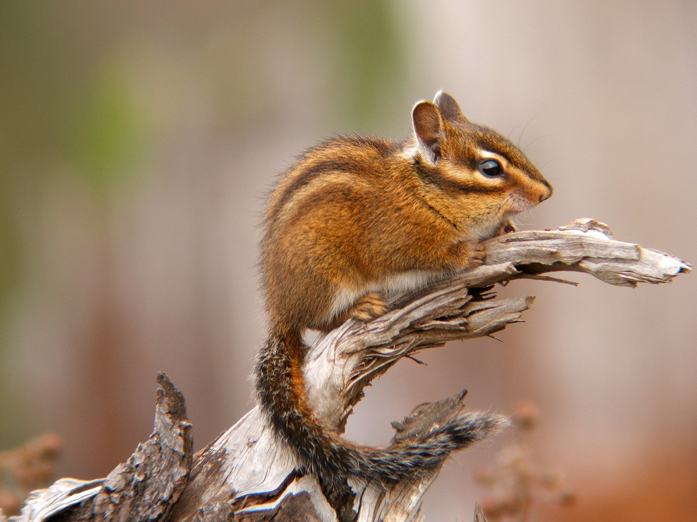 chipmunk posing