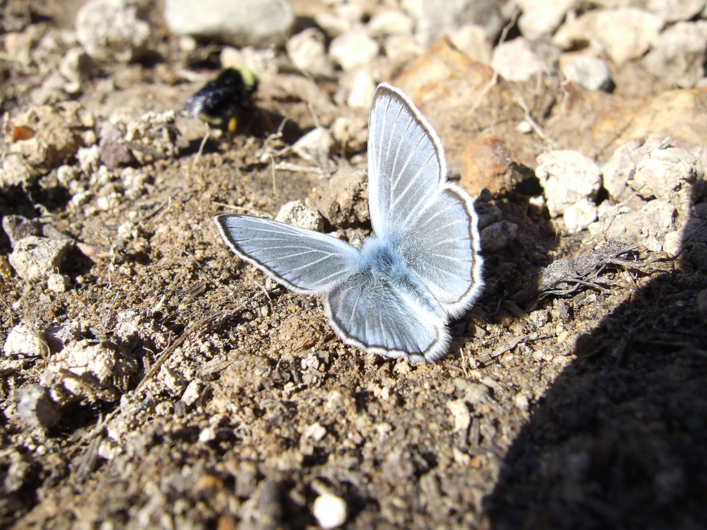 blue butterfly