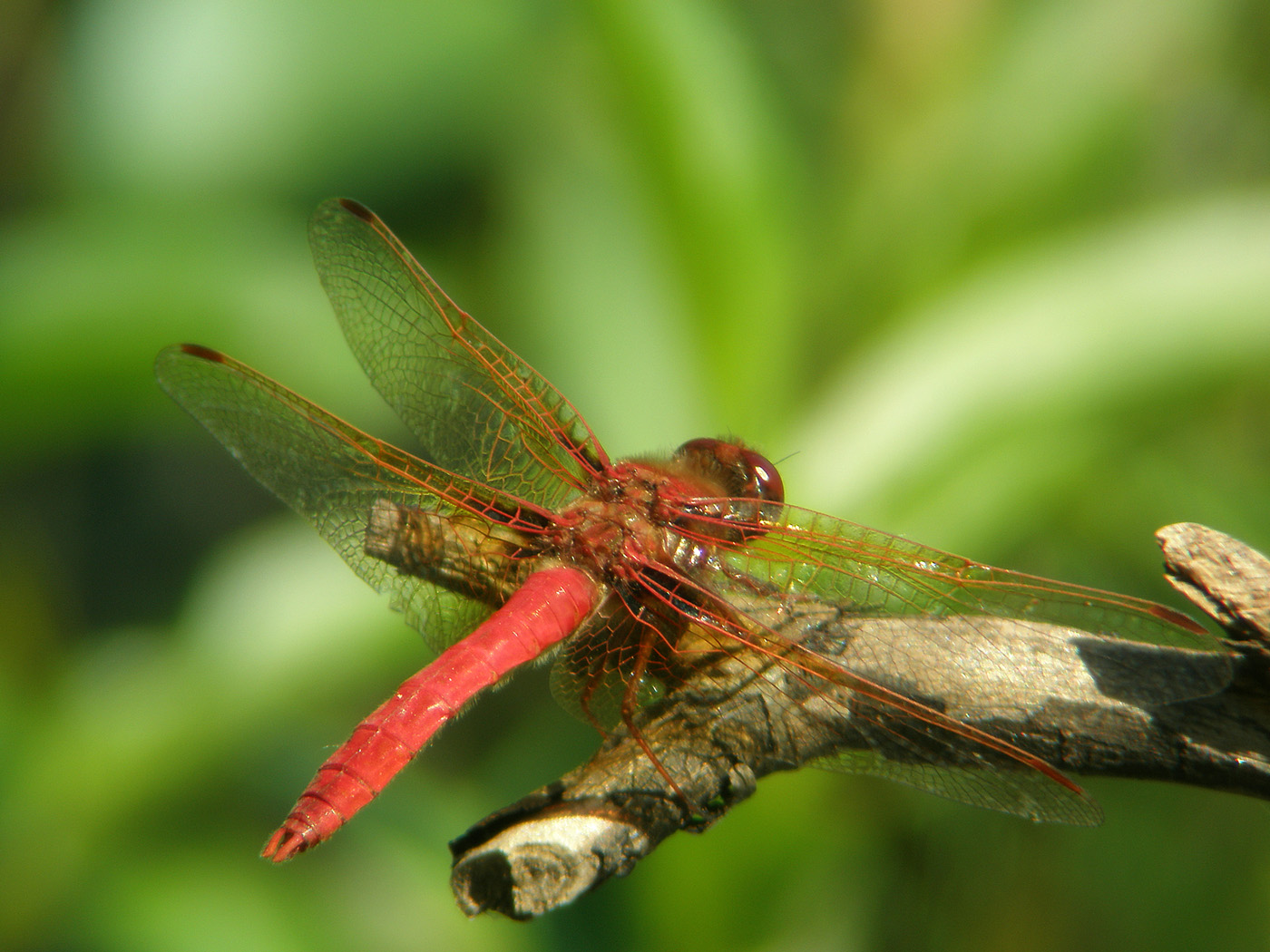 a strange colored dragon fly