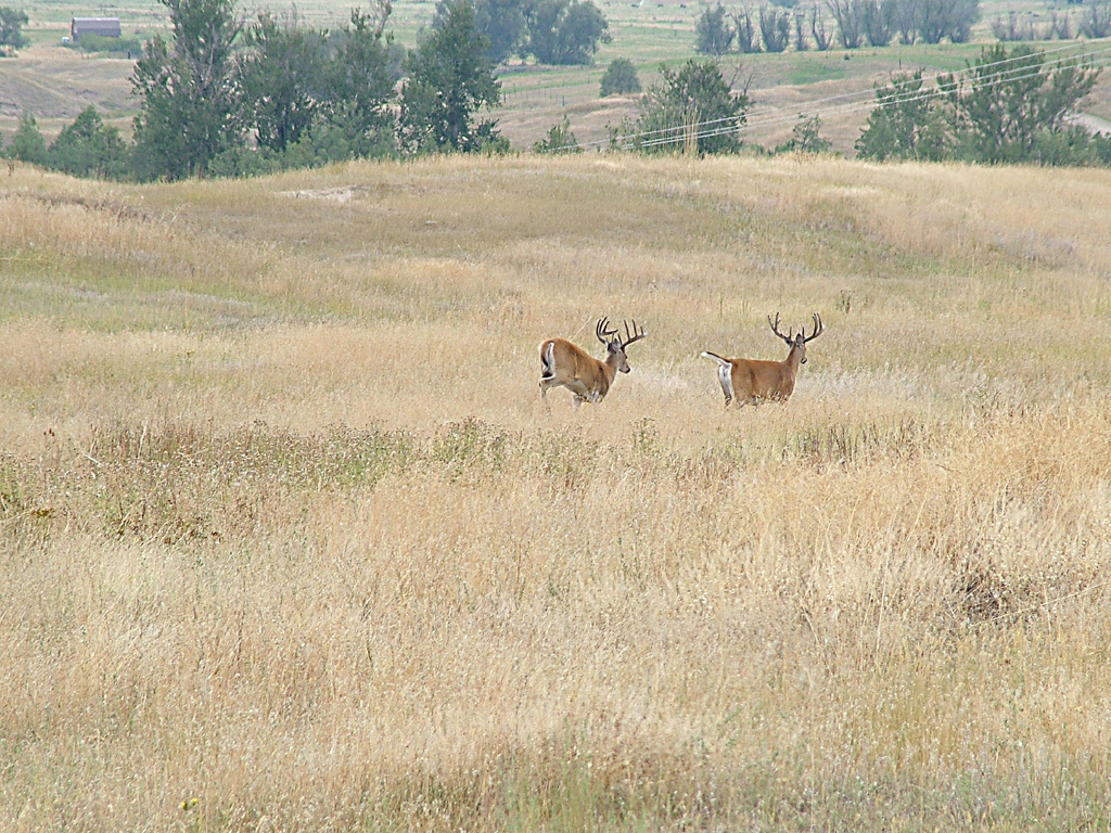 white tail bucks