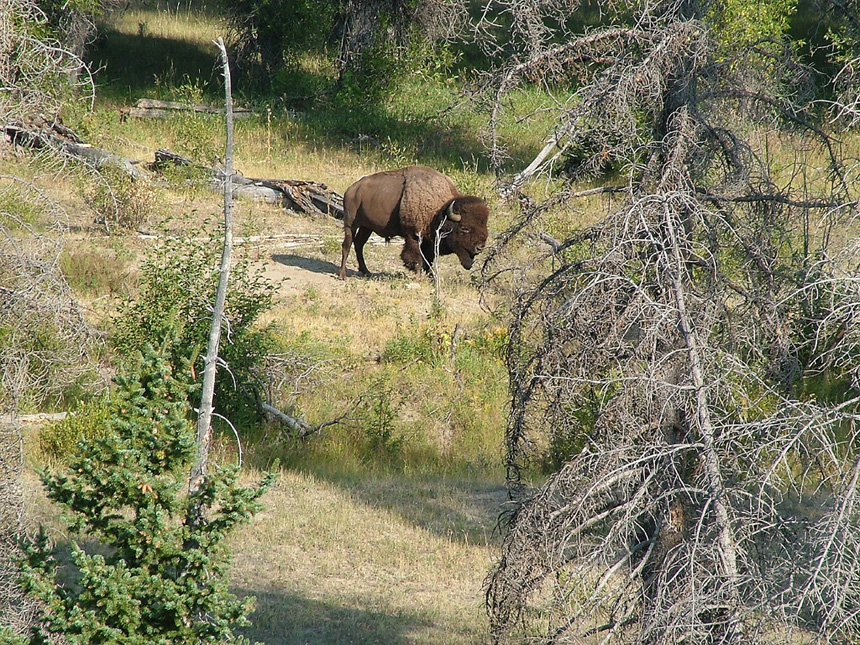 grand teton buffalo