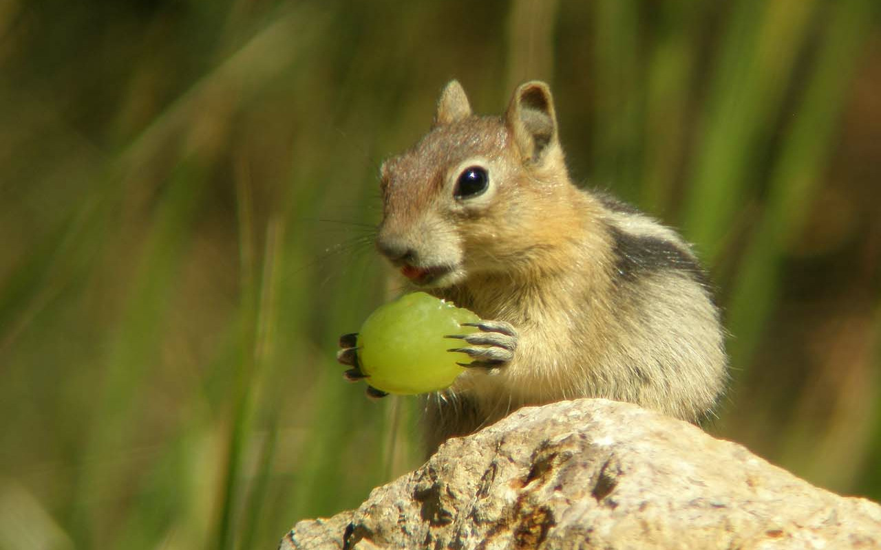 chipmunk lunch
