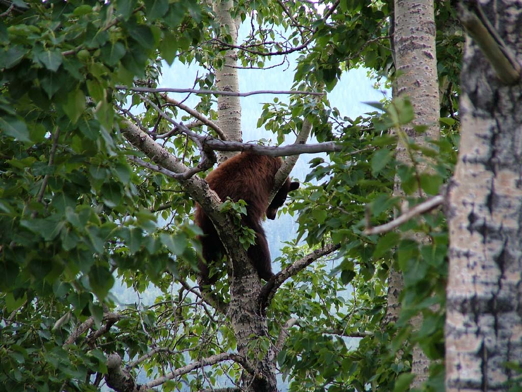 bear resting