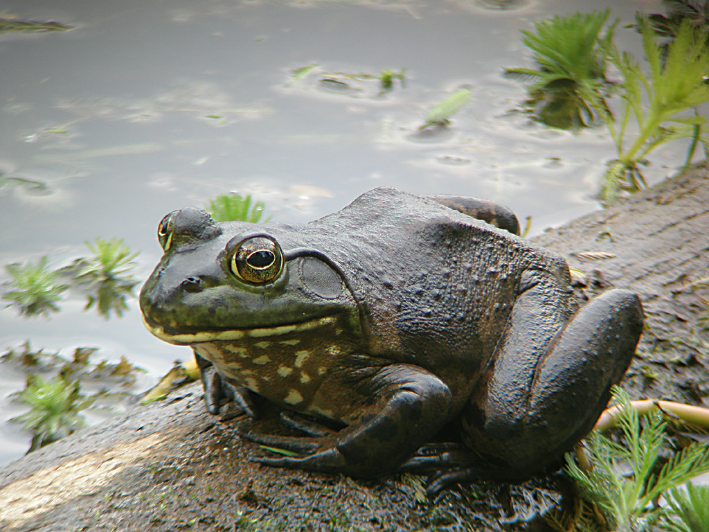 frog on a log