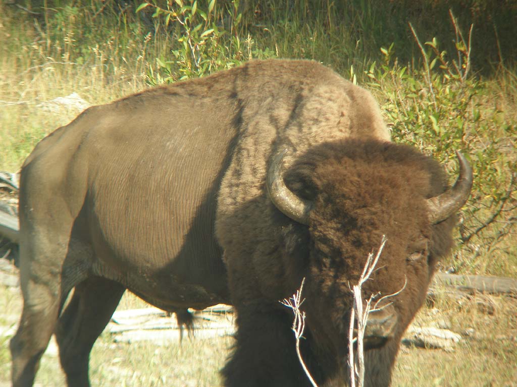 buffalo hiding behind tree