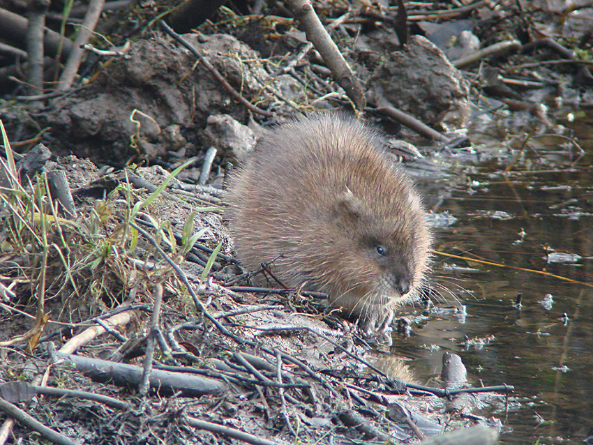 warm muskrat