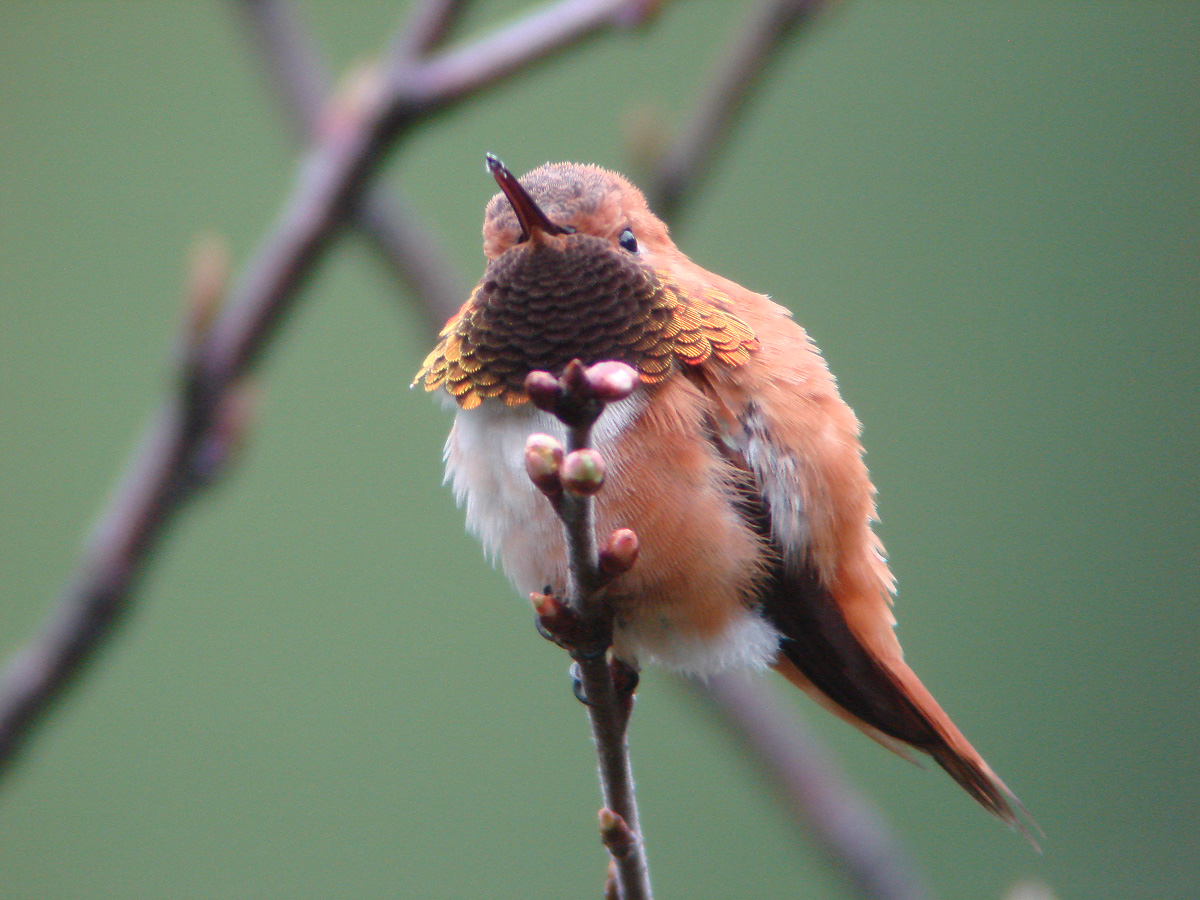 pretty hummer
