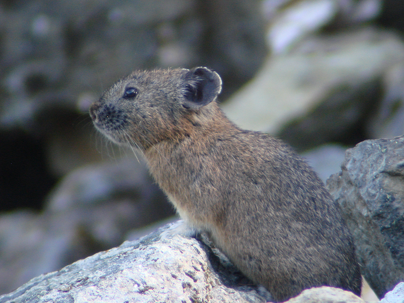 american pika
