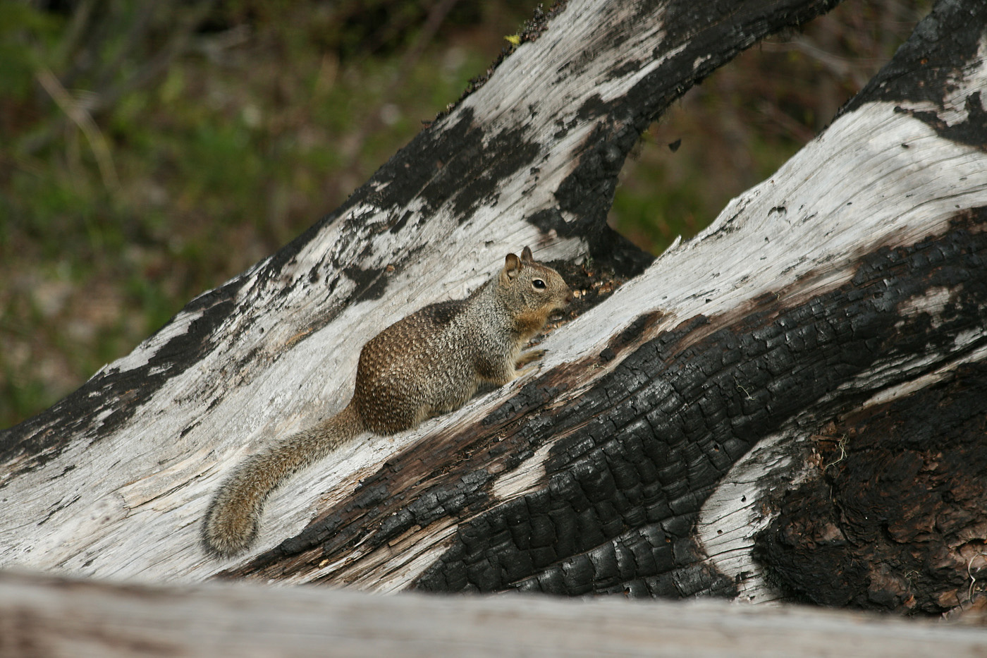 california ground squirrel
