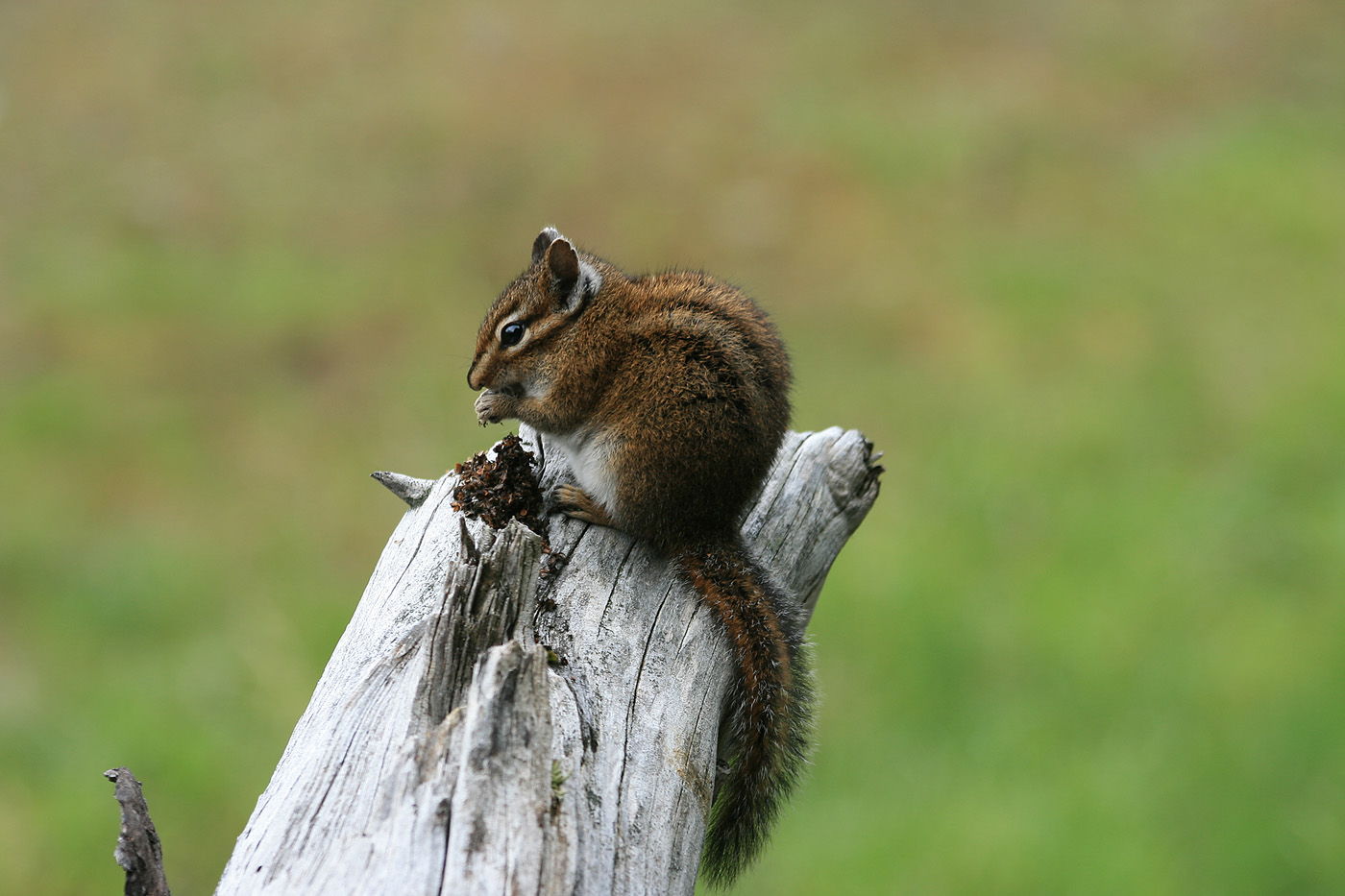 busy chipmunk