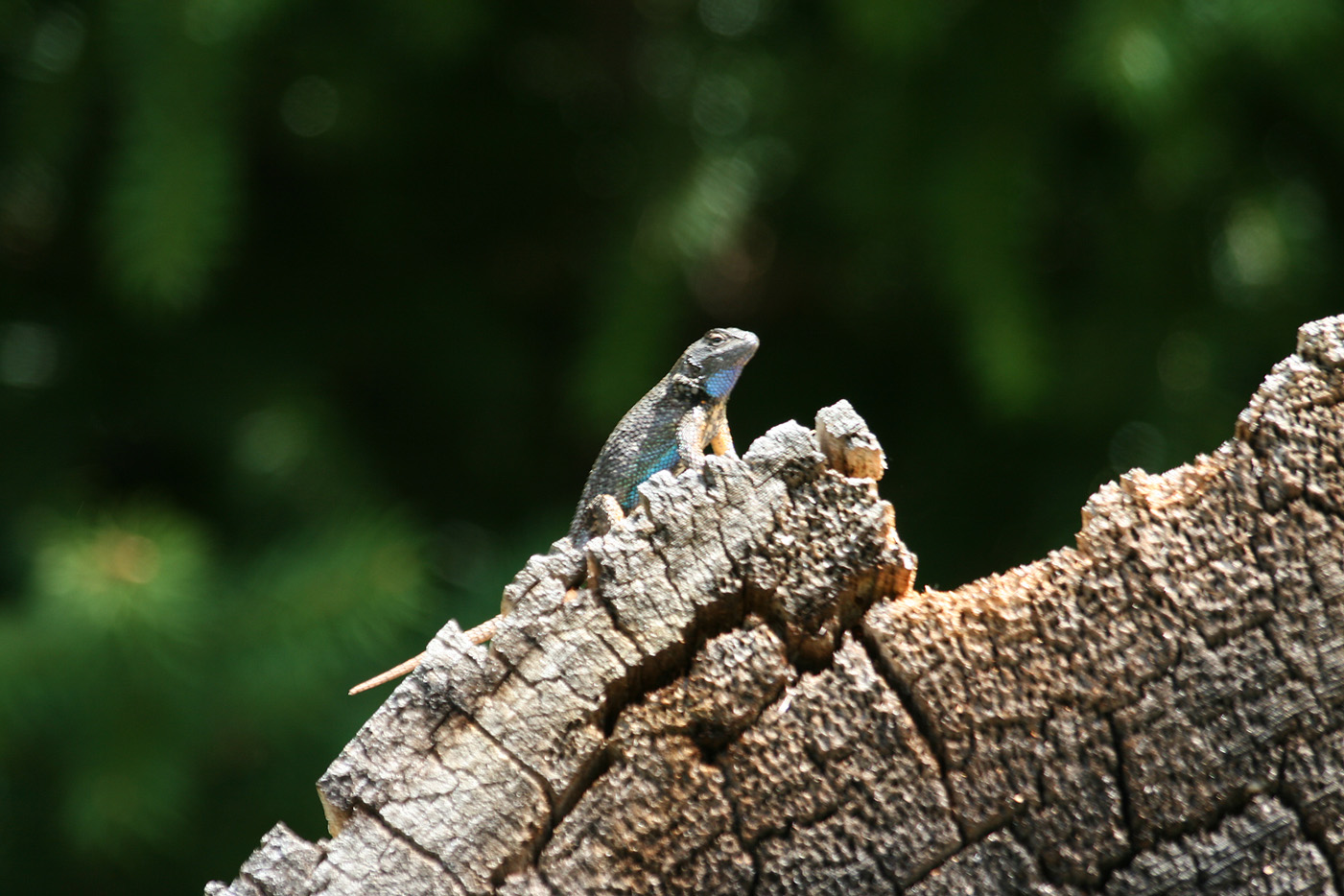 lizard in mating colors