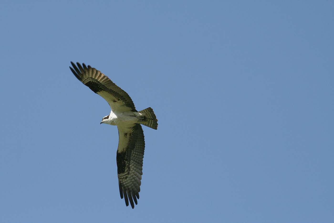 osprey glare