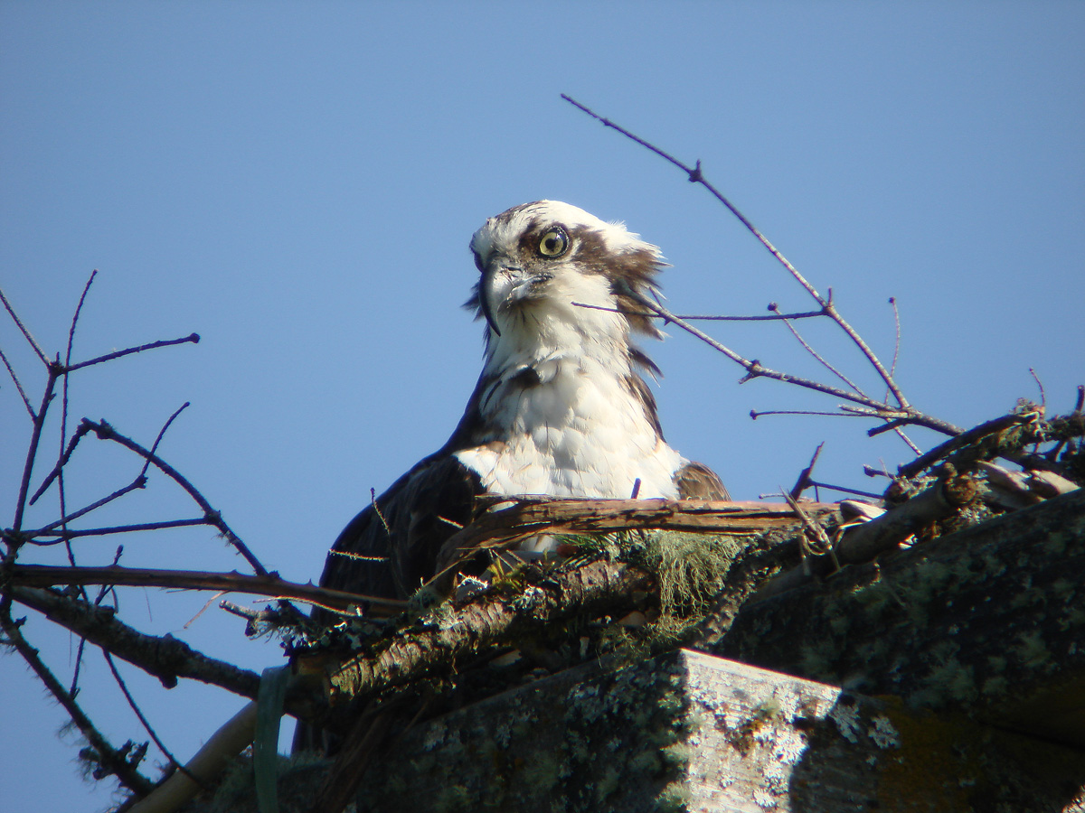 osprey on the nest