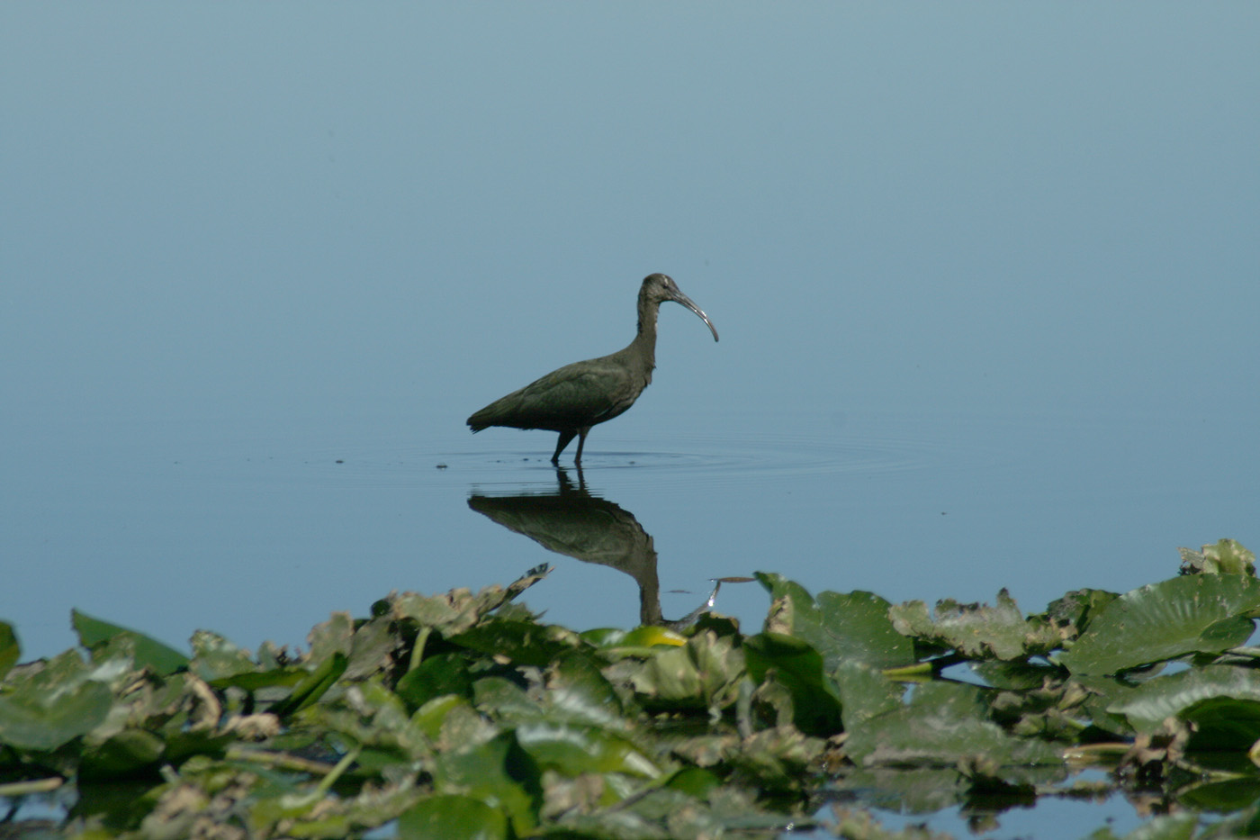 white faced ibis