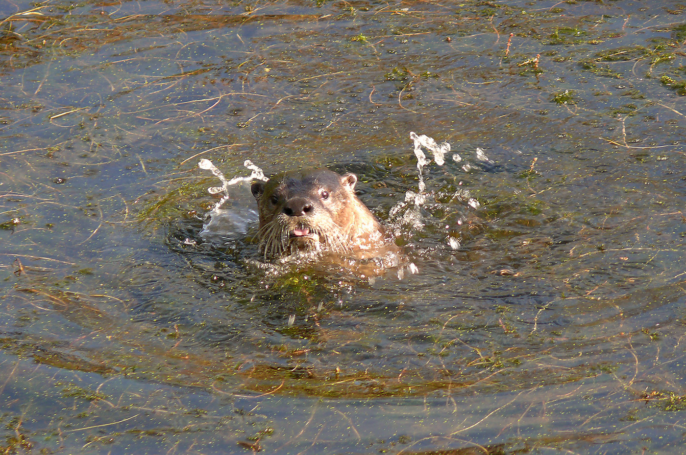 the water is fine