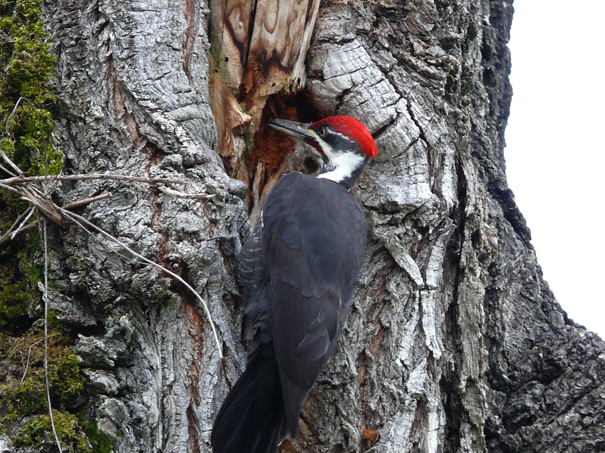 pileated wood pecker