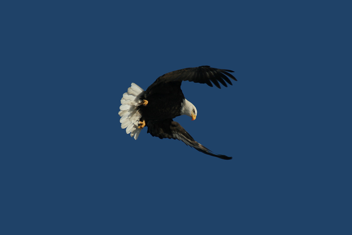 the hunter