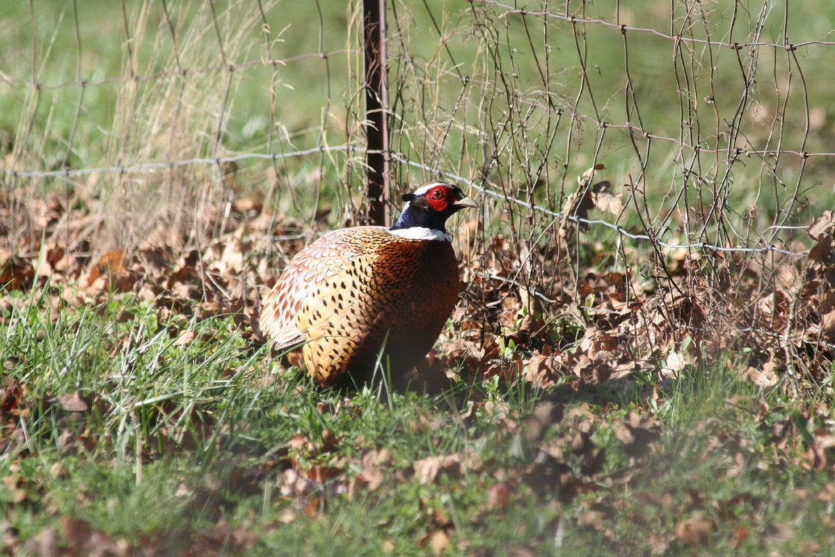 ring neck pheasant