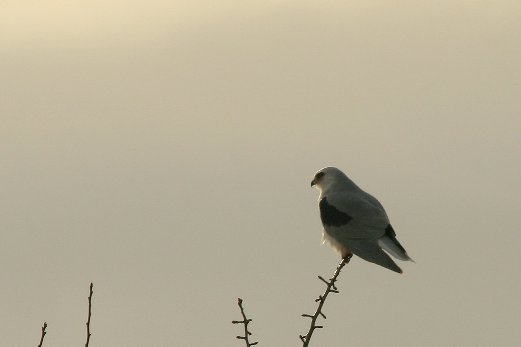 kite