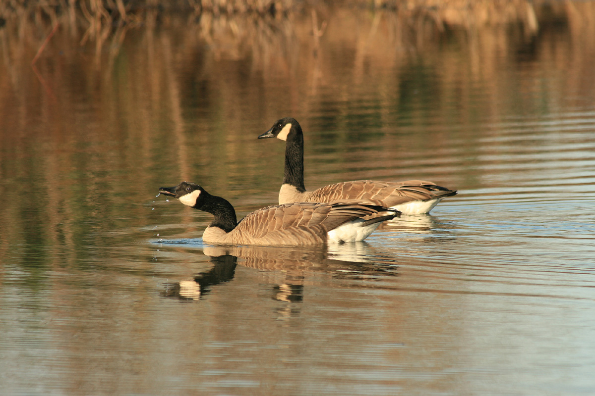 matched pair