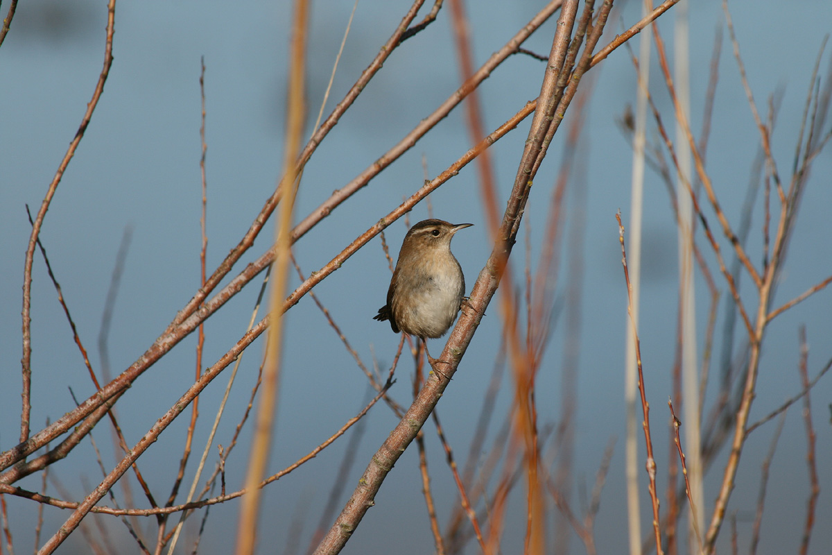 little jenny wren