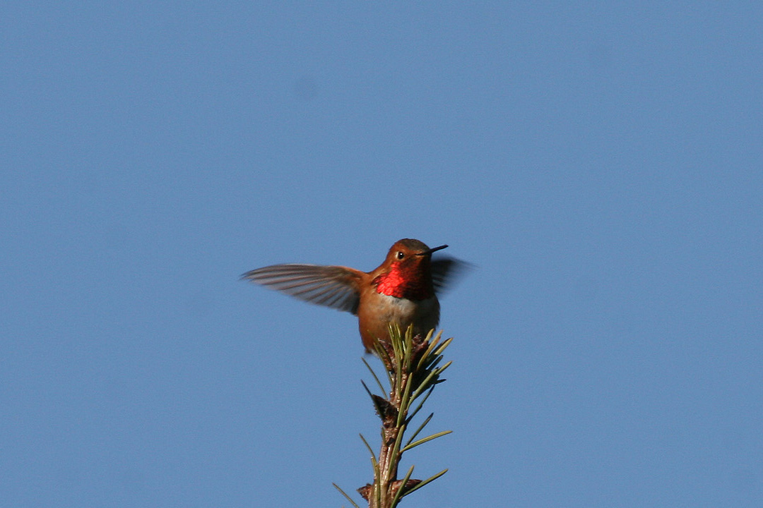 humming bird