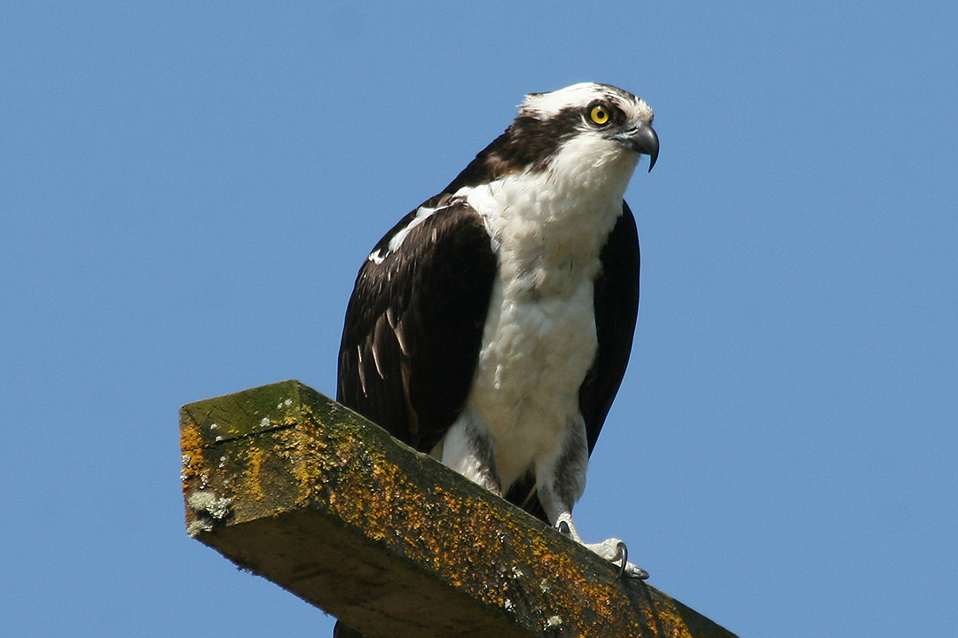 osprey