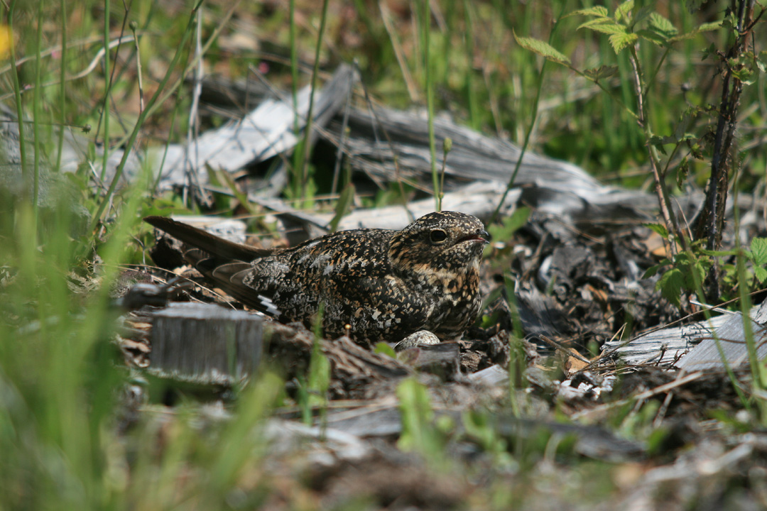 good camo