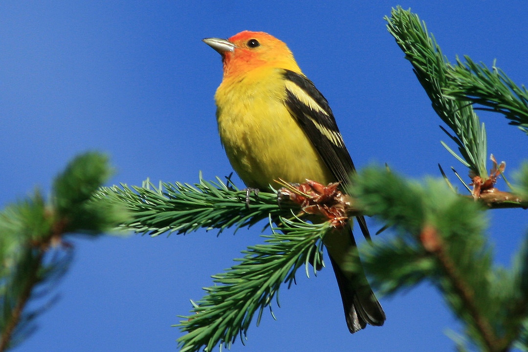 western tanager