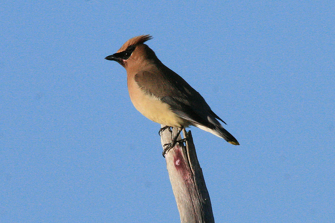 cedar waxwing
