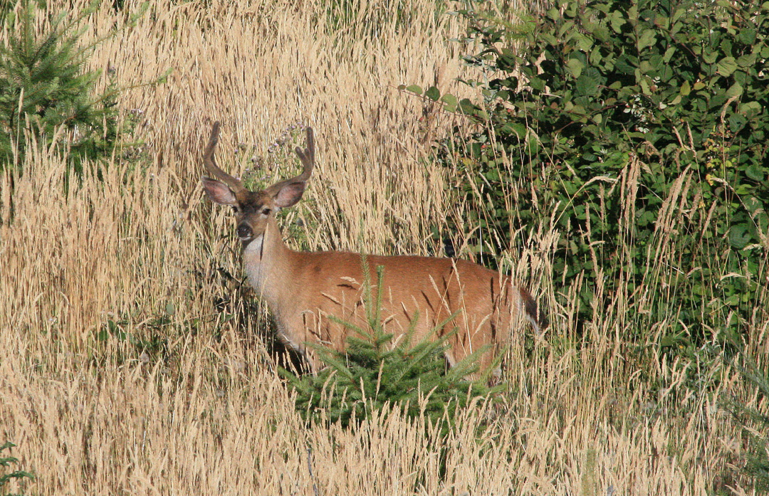 black tail buck