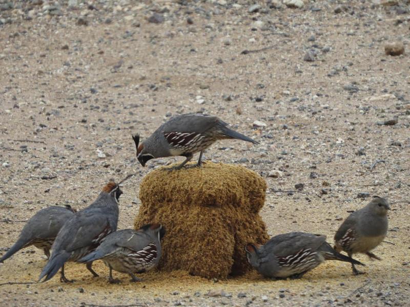Gambrel's Quail Breakfast 