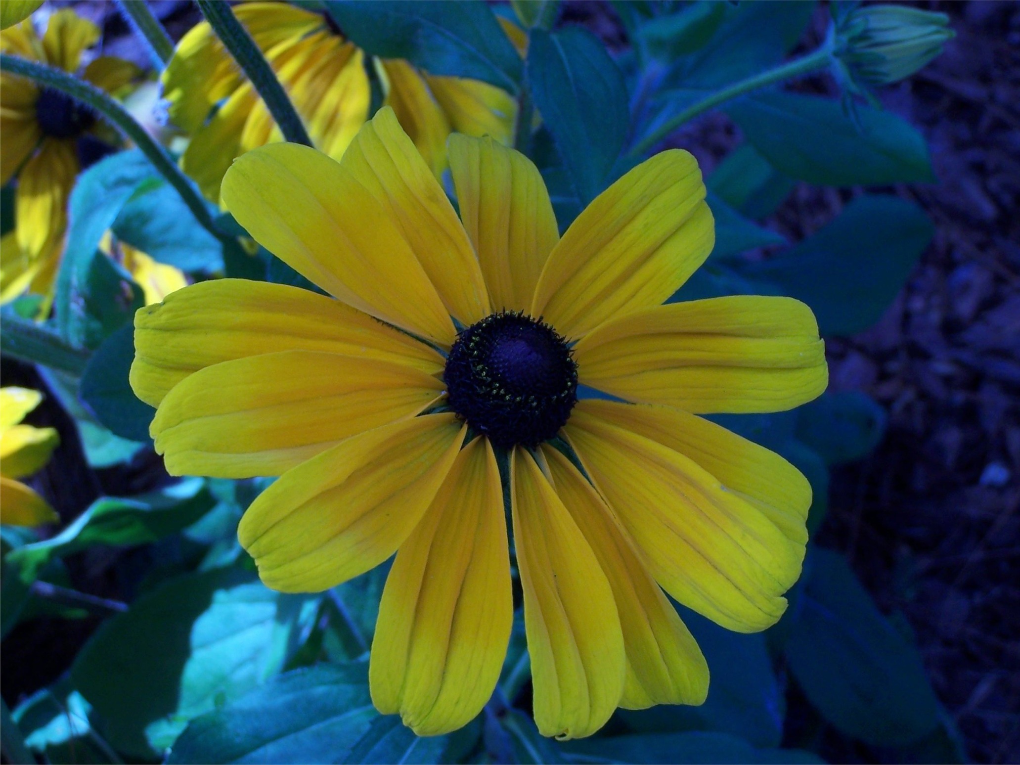 Yellow on blue.