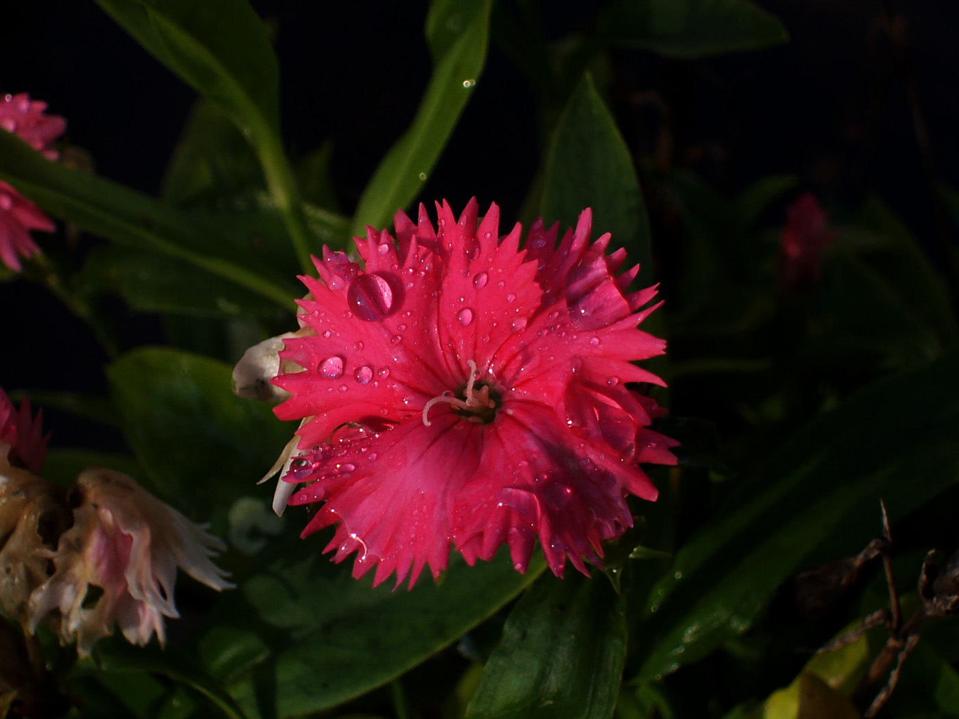 Macro Mode