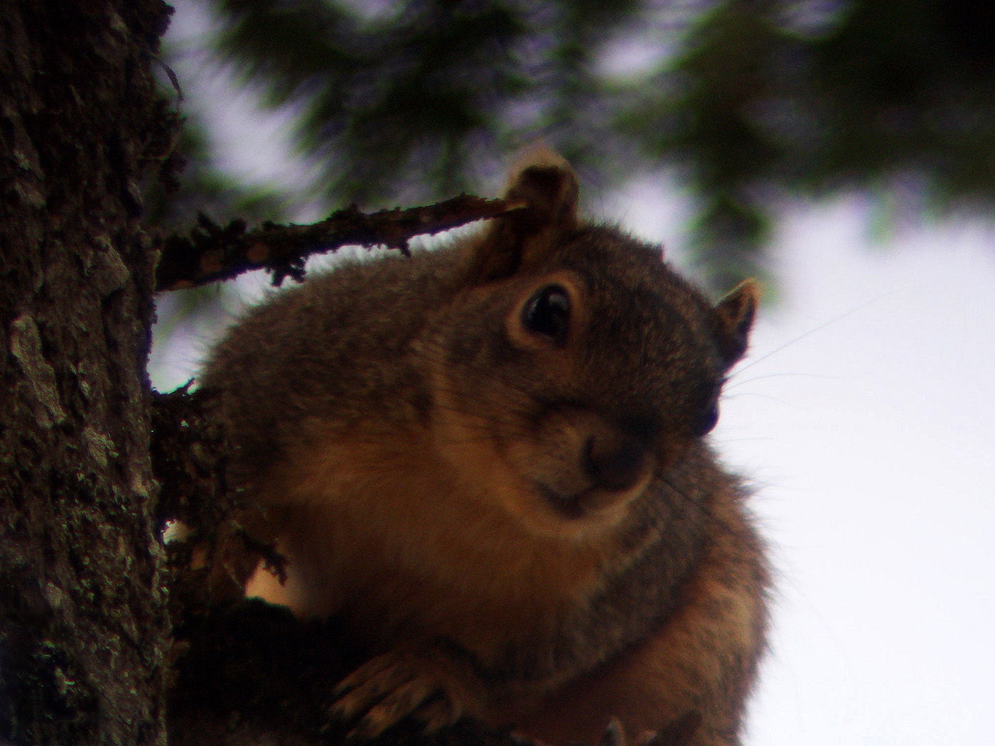 My Better Squirel