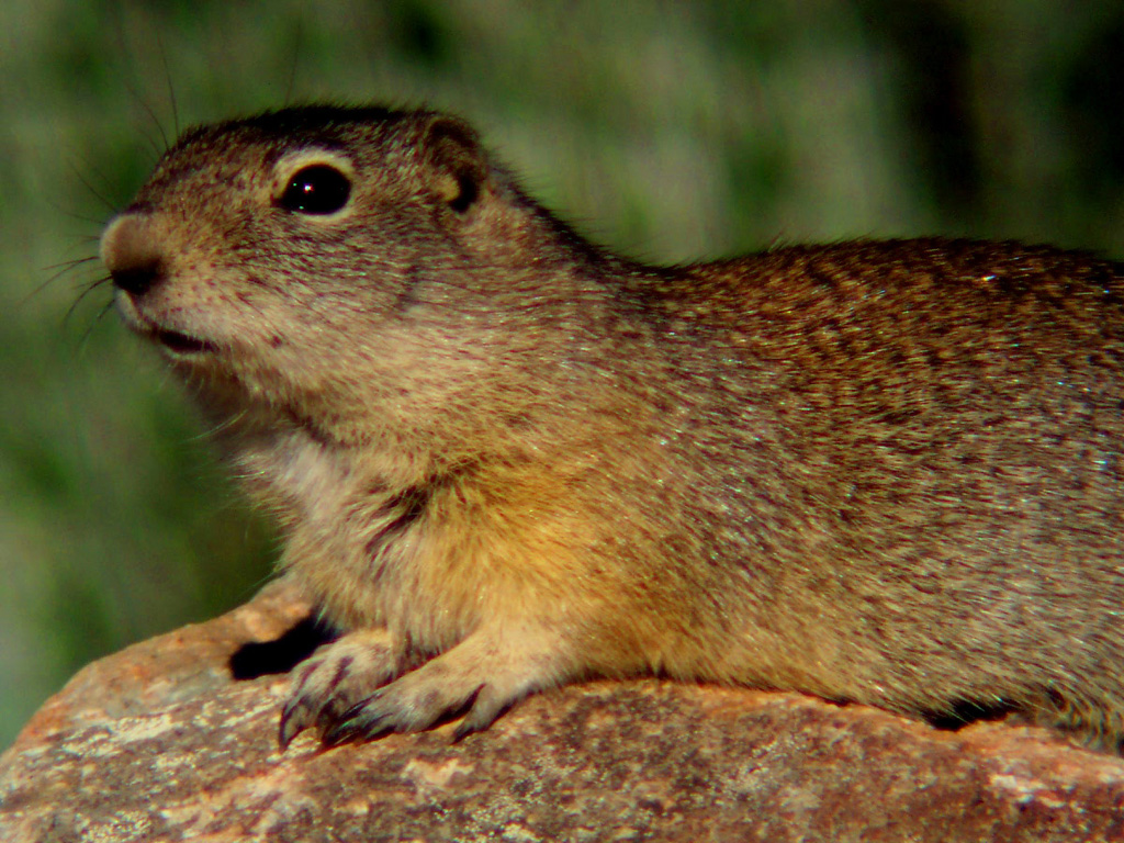 Prairie Dog