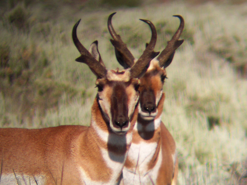 Prong Horn