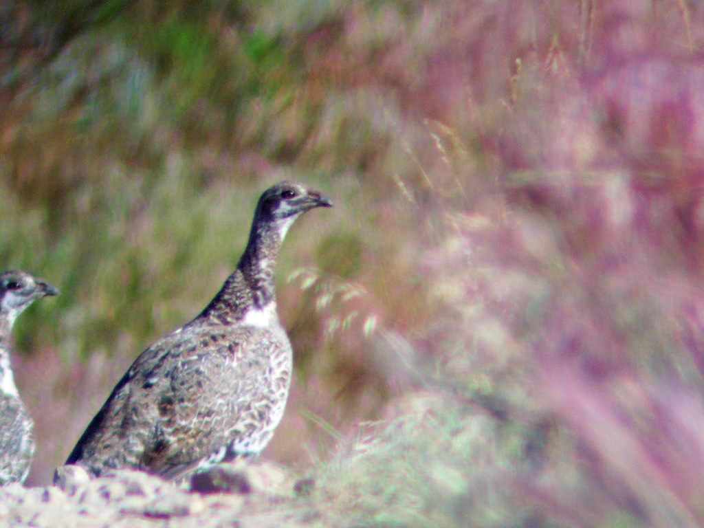 Sage Grouse