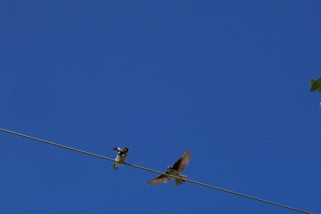 Bank Swallow