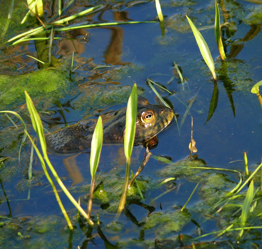 First Bullfrog
