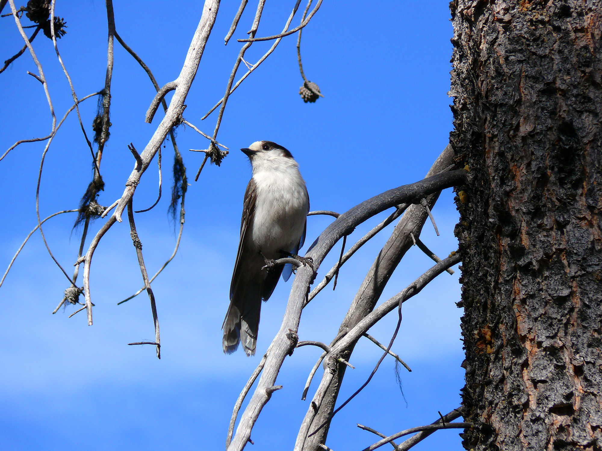 Gray Jay