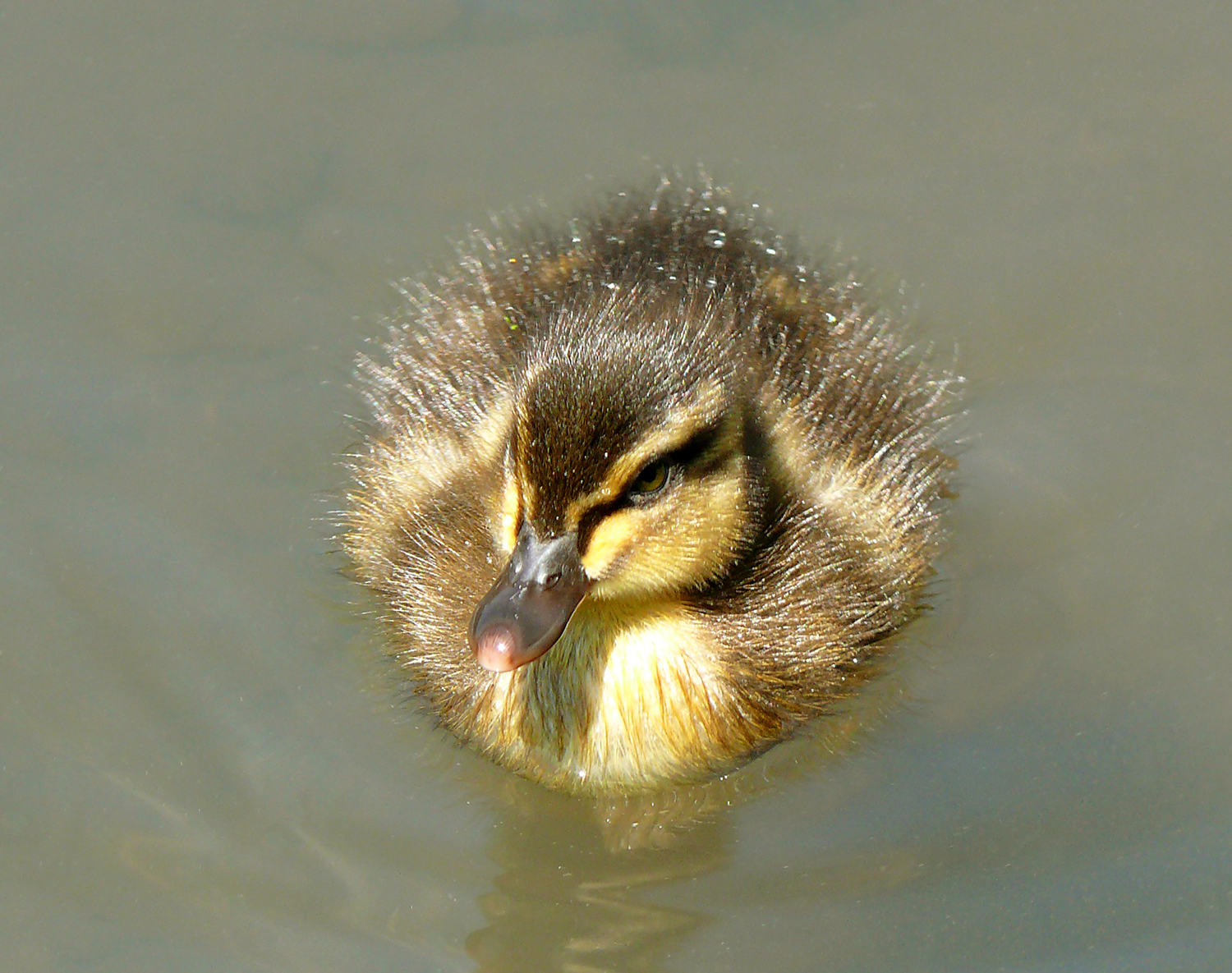Army Duck