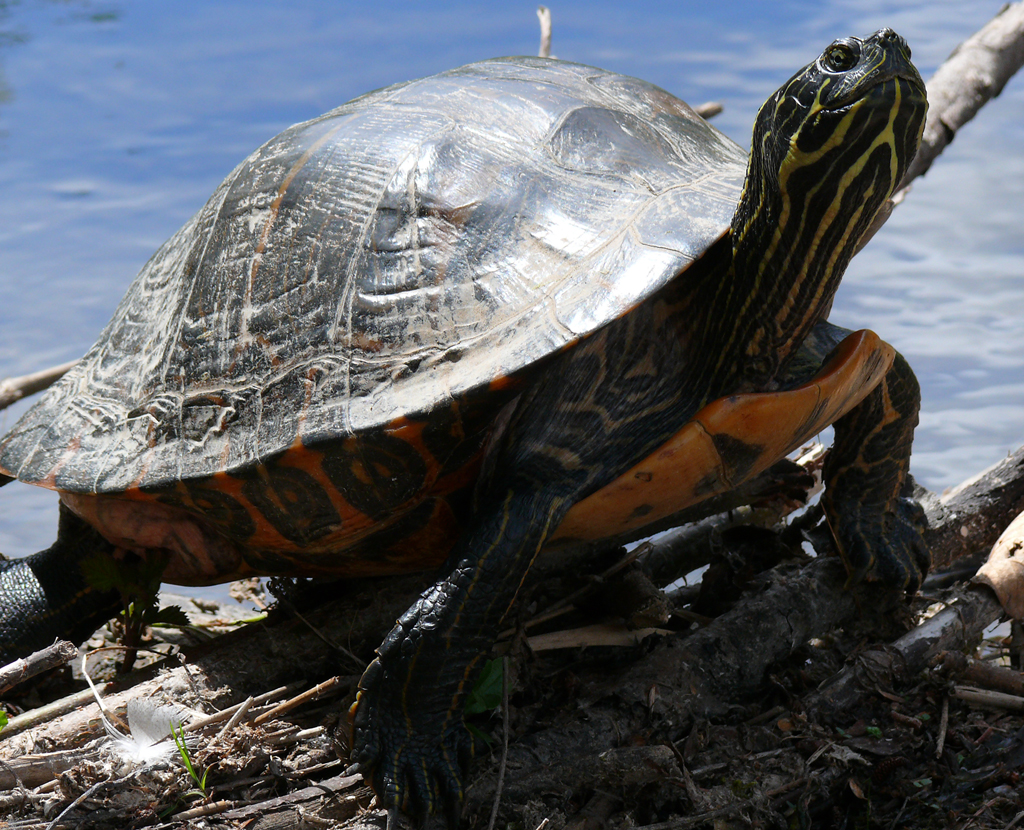 First Turtle