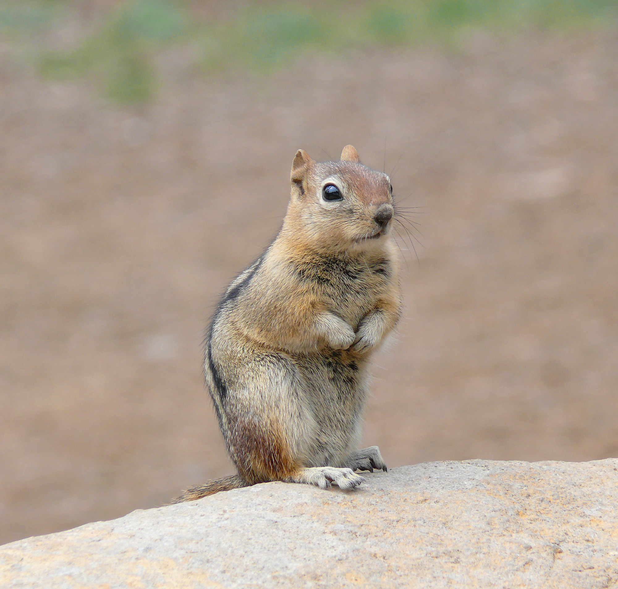 Chipmunk