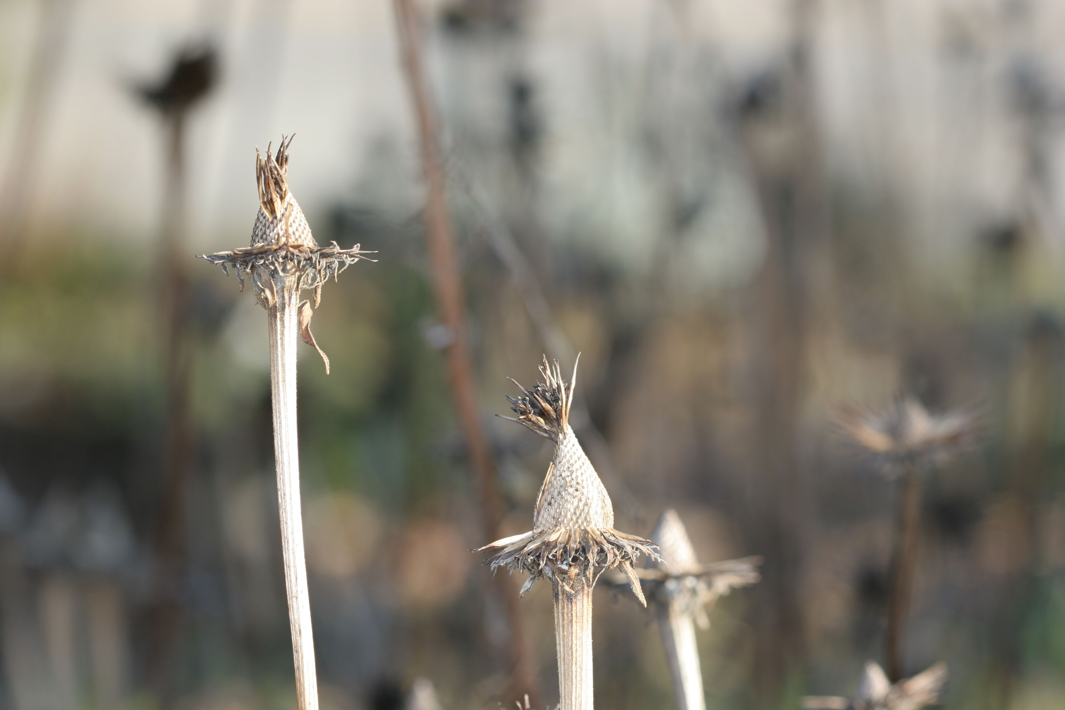 Fall Remnants
